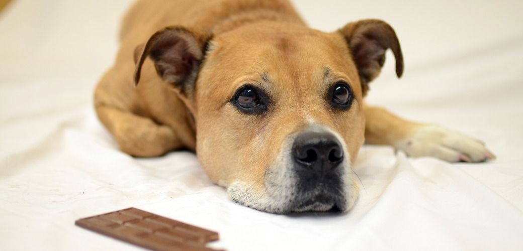 Why the Smallest Amount of Chocolate is Sending Pets to the E.R.