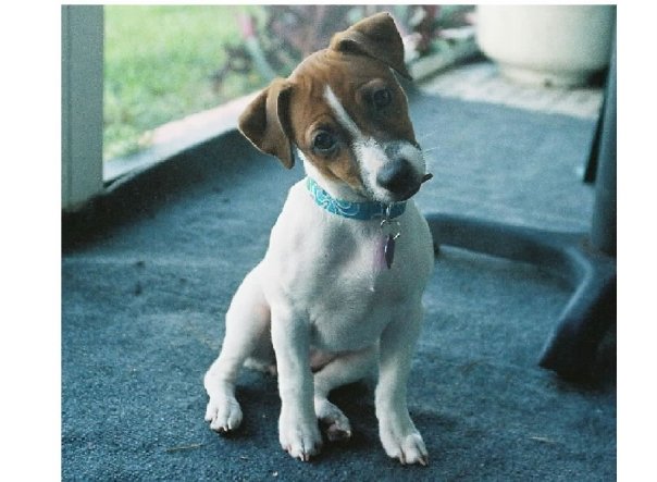 Jack Russell Terrier is Brought Back to Life After Cardiac Arrest