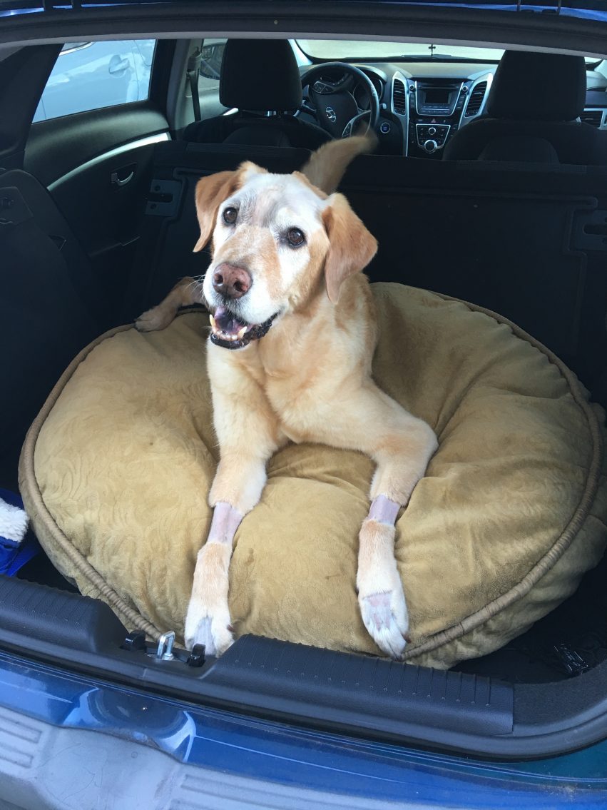 The Dog That Defied the Odds and Lived