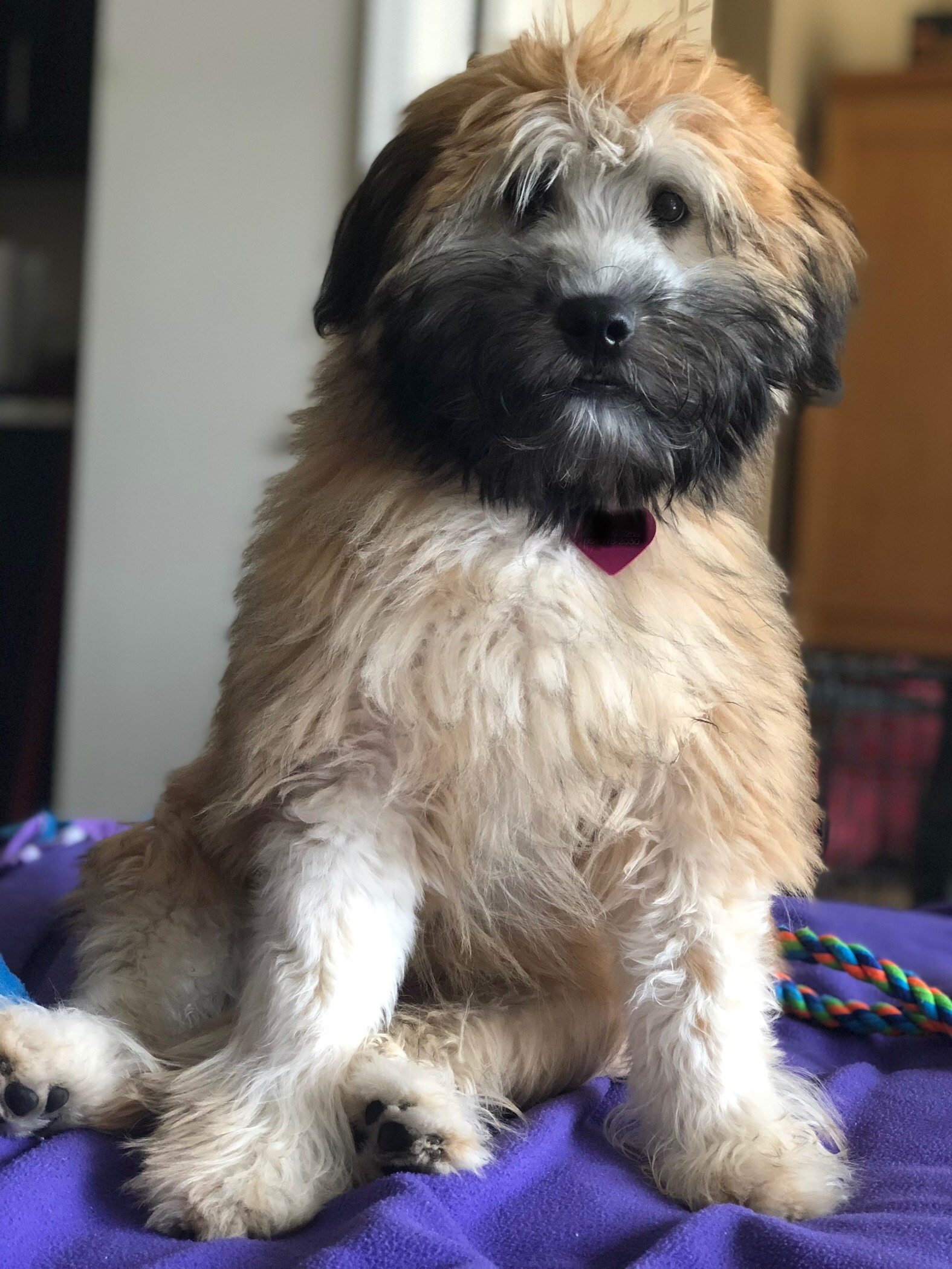 New Puppy Becomes Dangerously Sick, Fights for Her Life