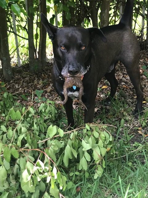 Large Dog is Rushed to Advanced Veterinary Care Center After Interaction With a Toad