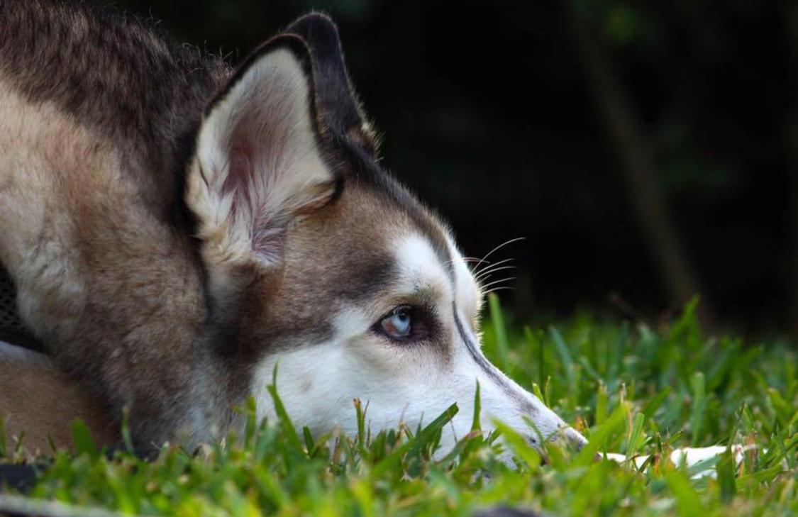 Siberian Husky’s Nearly Fatal Lung Collapse