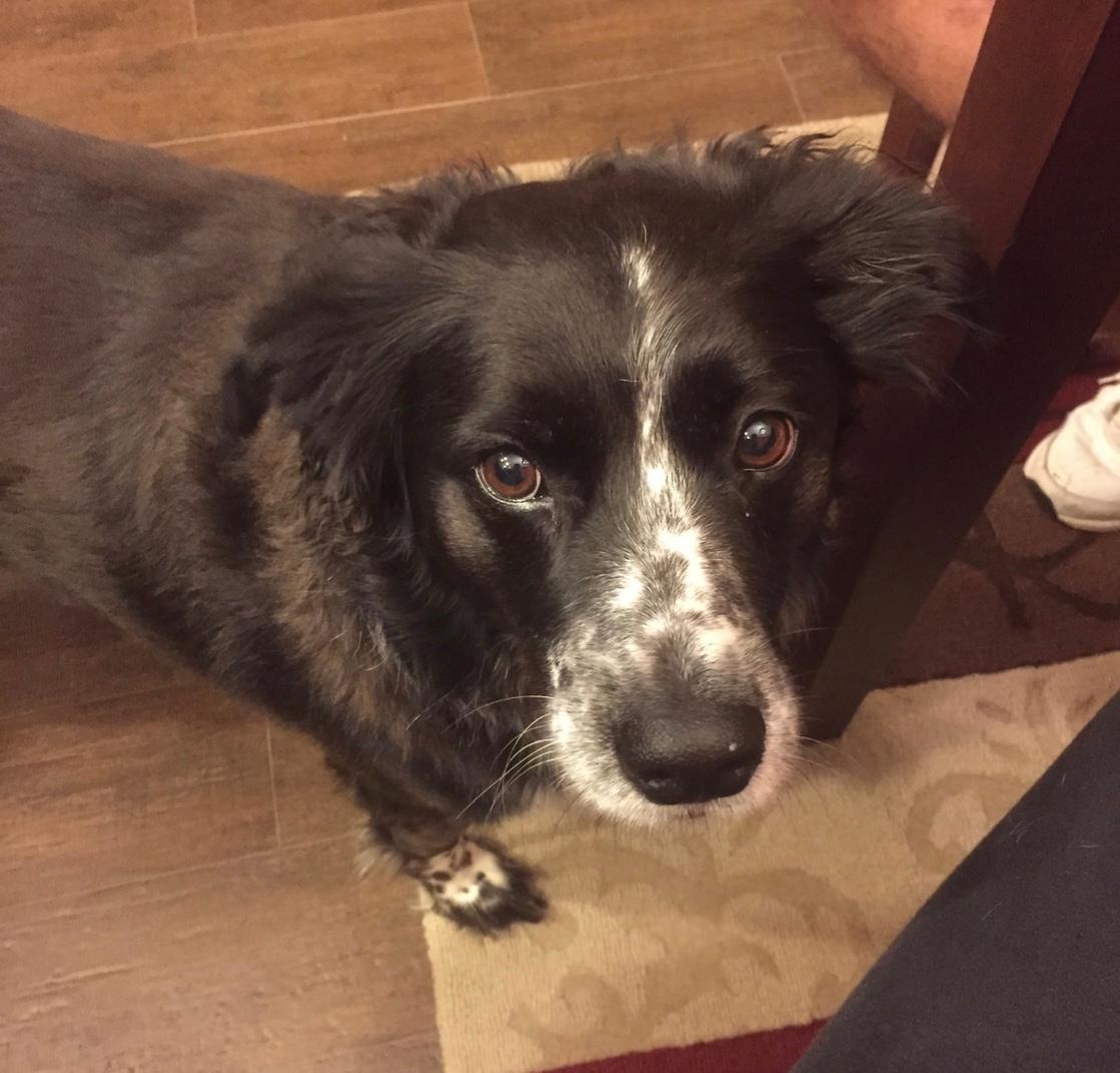Border Collie Gains More Quality Time with Loved Ones