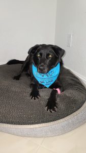 dog receives chemotherapy for canine lymphoma