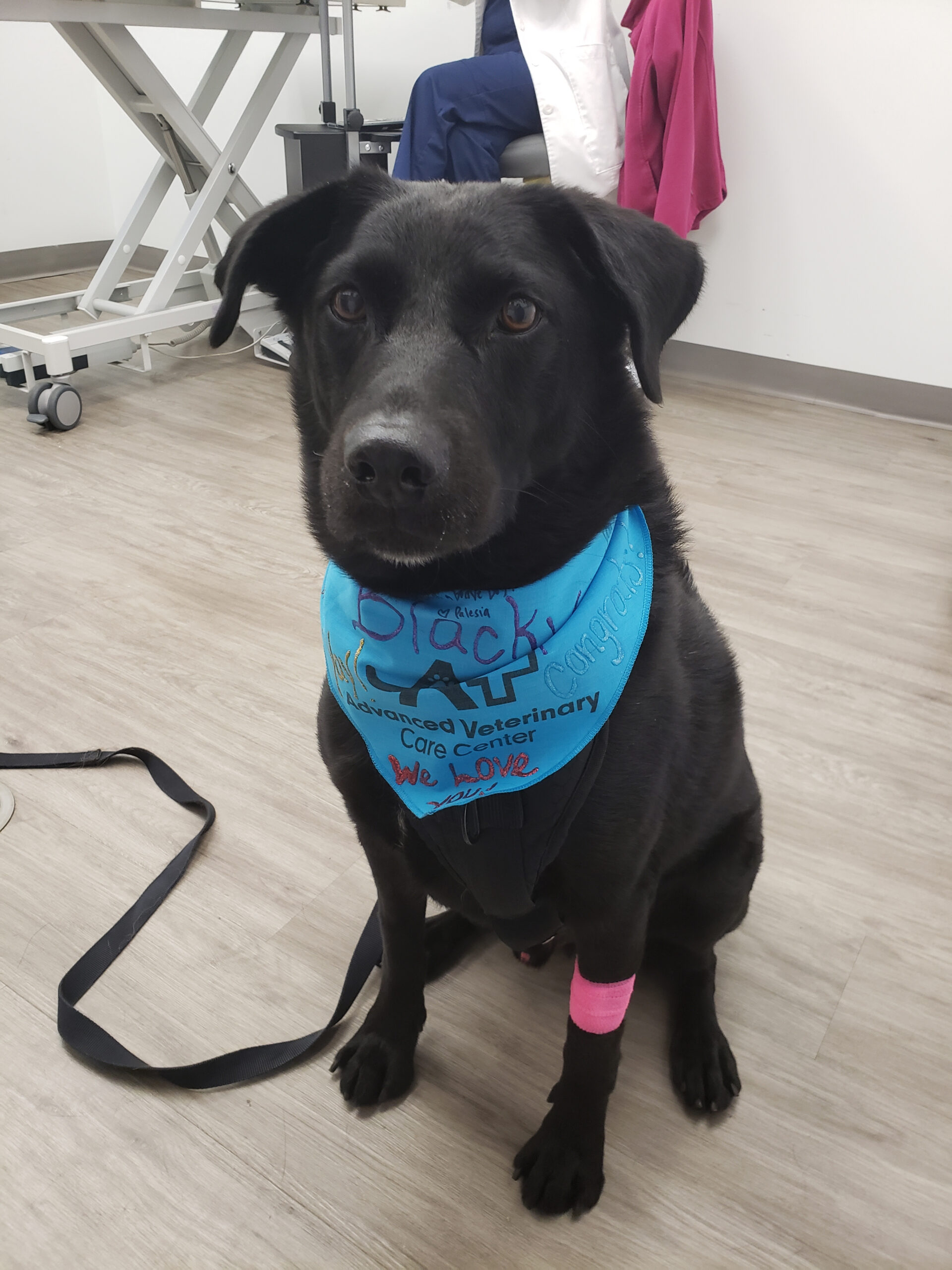 Labrador Diagnosed With Lymphoma Goes Into Remission