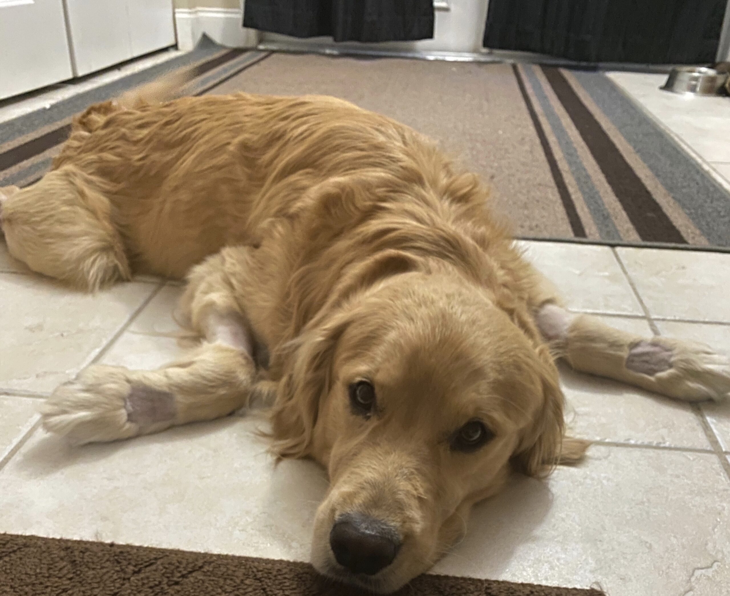 Heatstroke Leads to Blindness and Brain Swelling for South Florida Dog