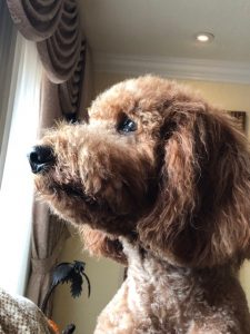 dog looking out window