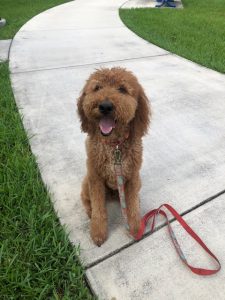 dog on walk with leash