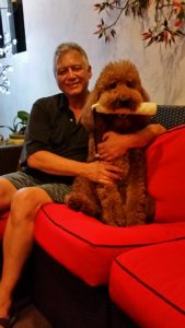 dog on sofa with toy