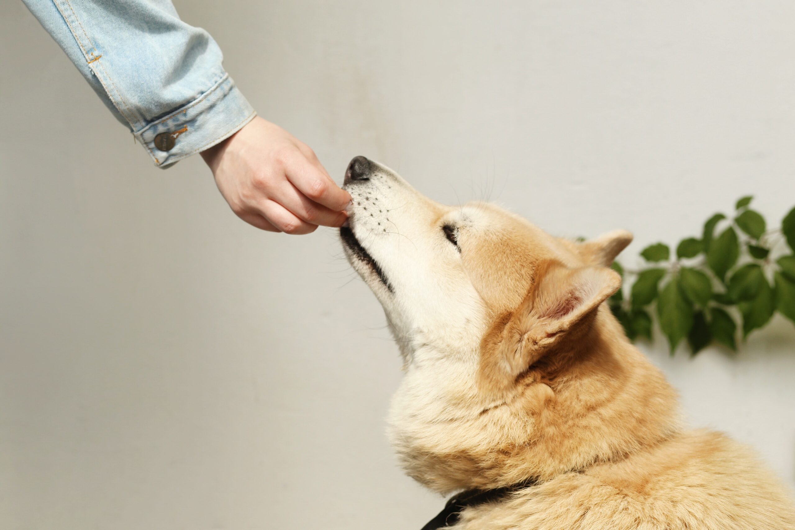 Nationwide Pet Food Recall Expands – Due to Deadly Toxin