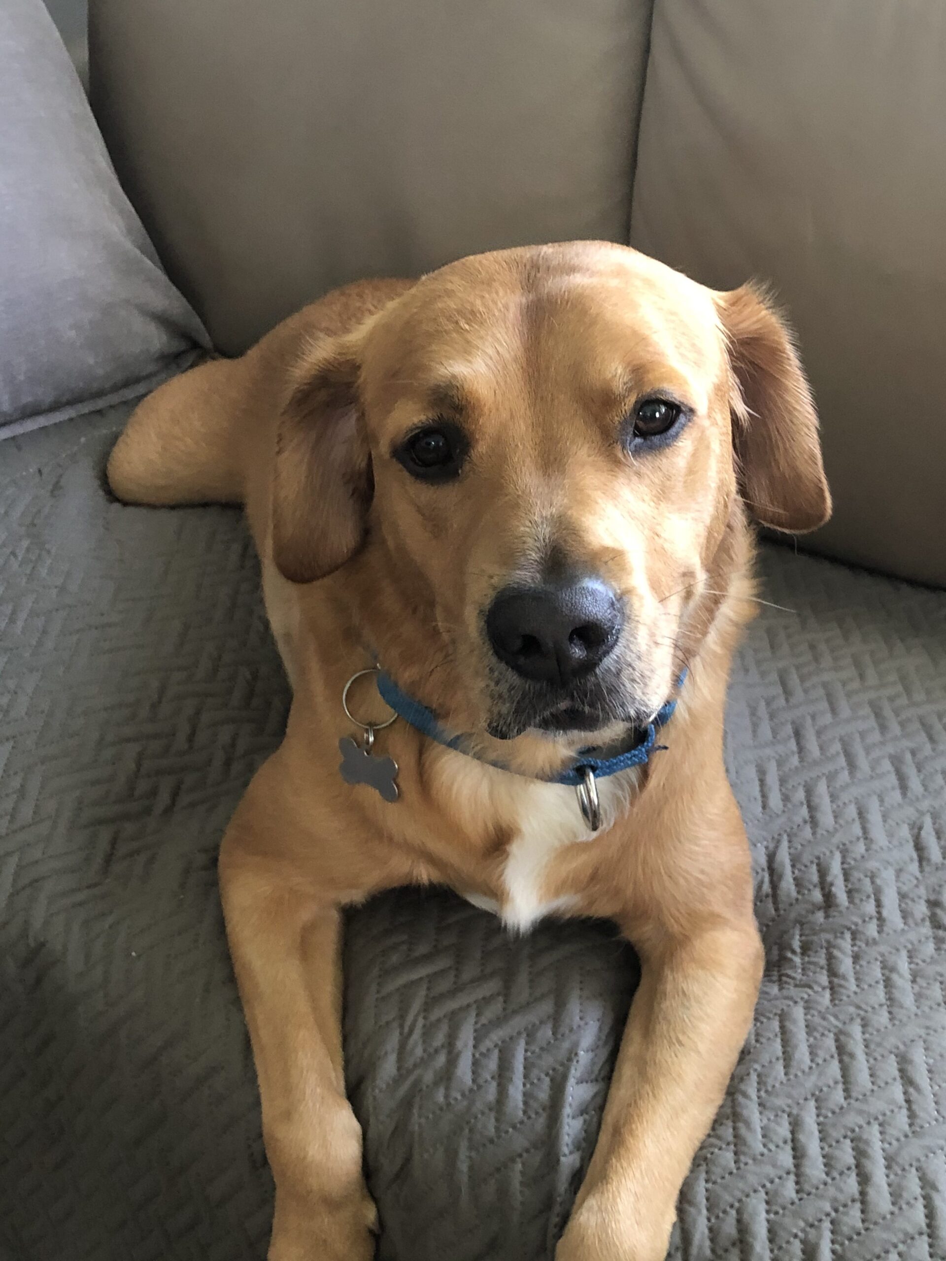 Dog Hit By Car Spends 24 Days in Hospital at Advanced Veterinary Care Center