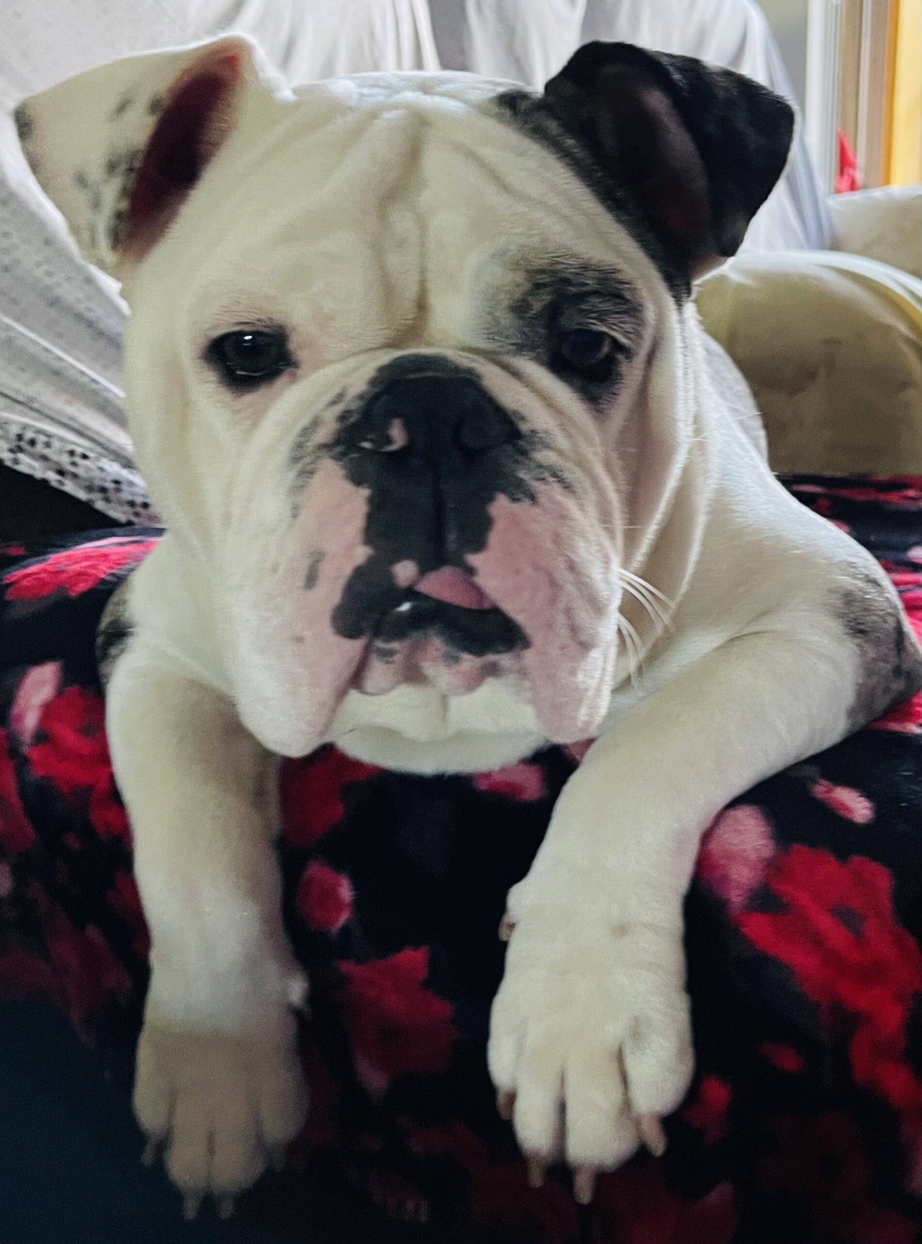 English Bulldog Puppy is Rushed to Advanced Veterinary Care Center