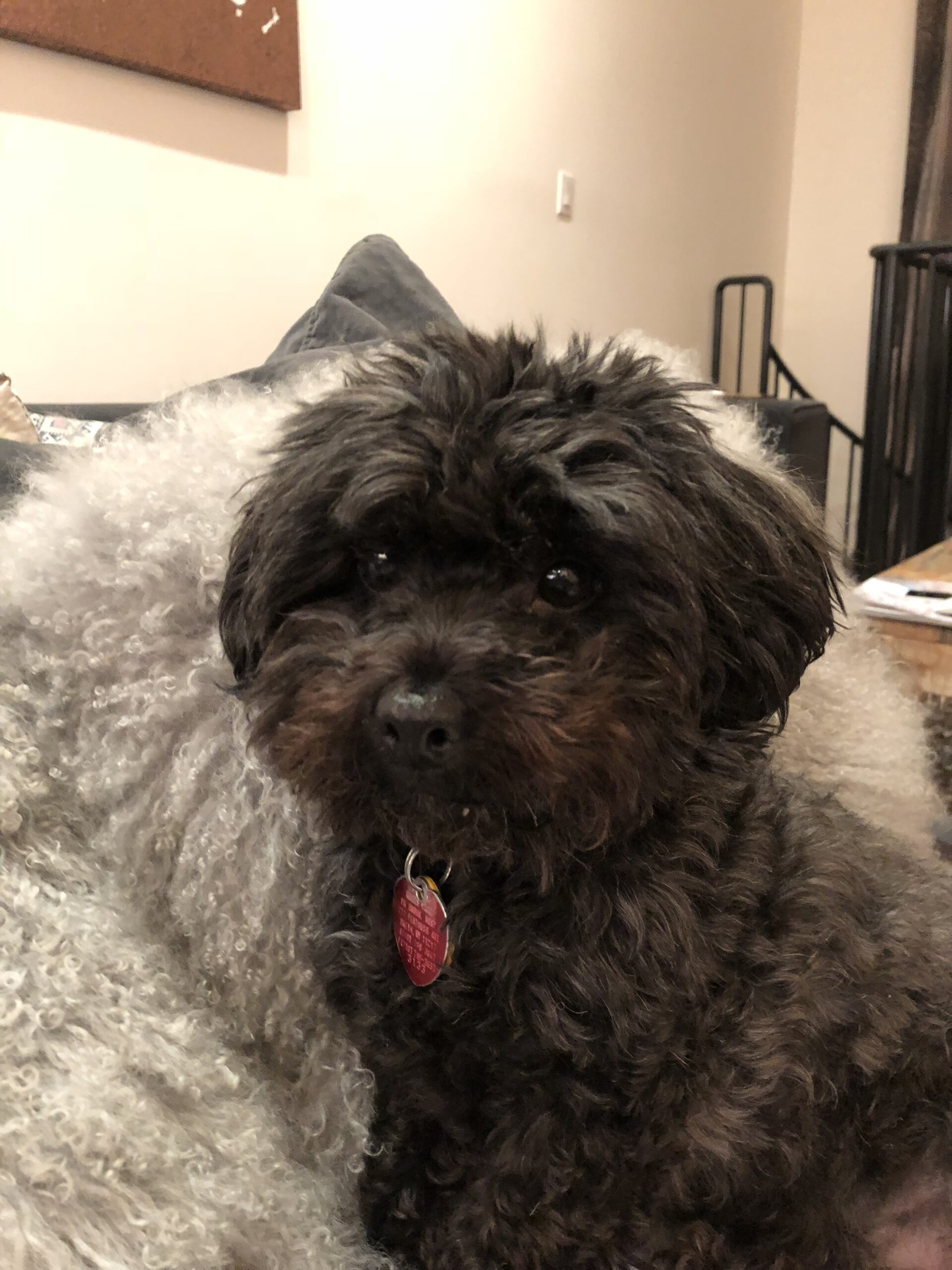 Shih Tzu is Brought Back to Life – Twice!
