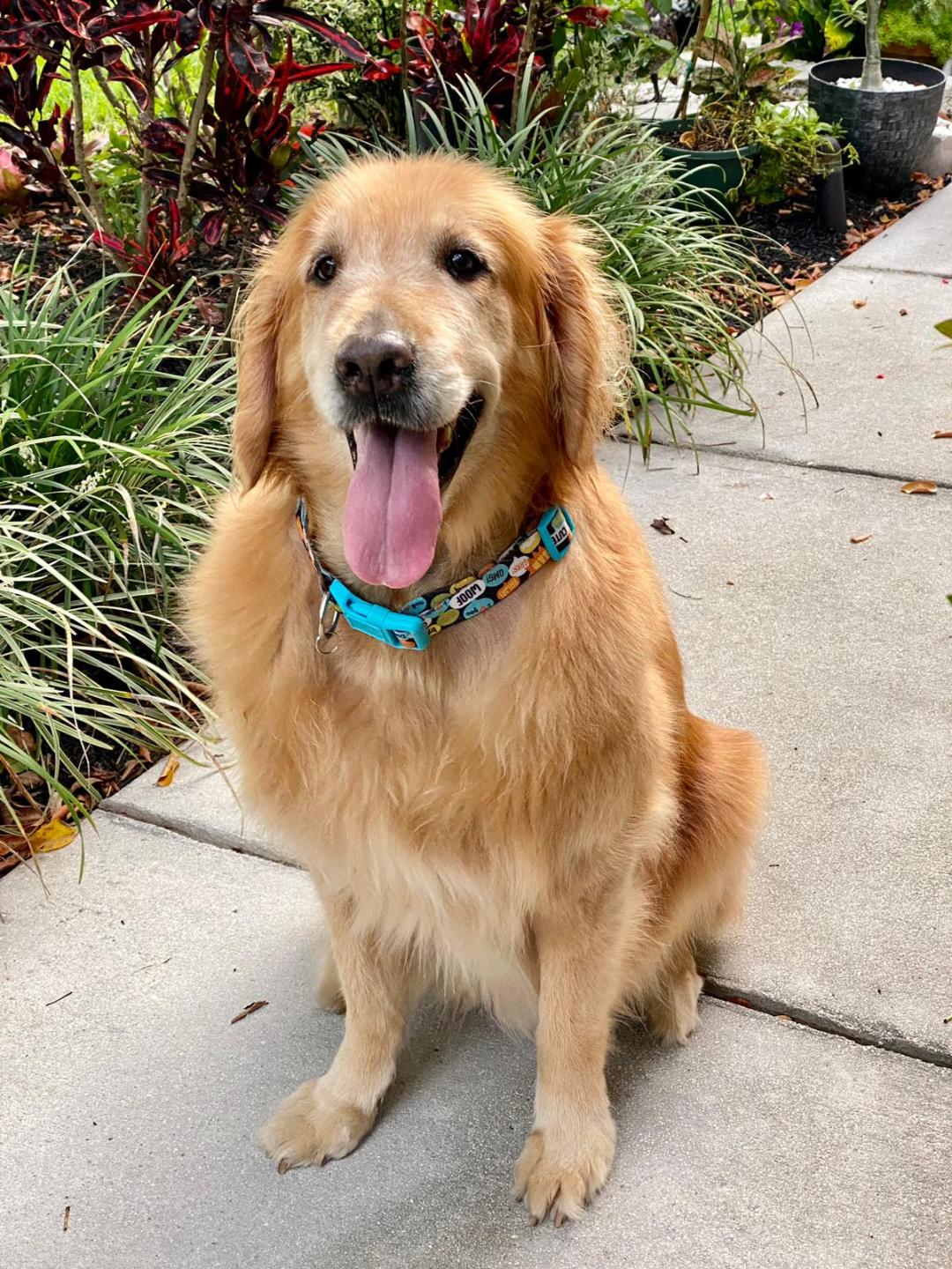 ER Team at Advanced Veterinary Care Center Save a Sweet South Florida Dog