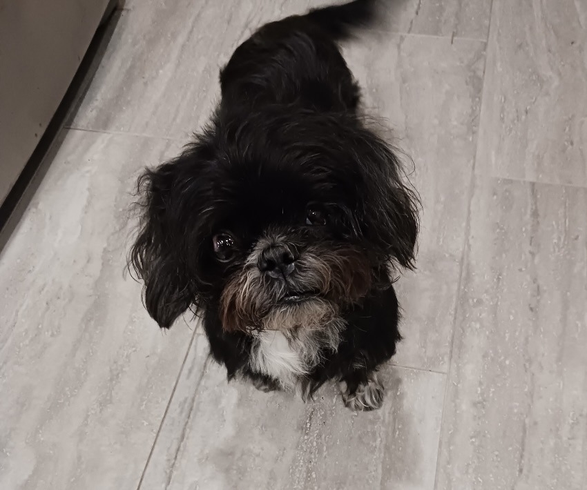 Dog with Severe Platelet Disorder is Saved by the Team at Advanced Veterinary Care Center