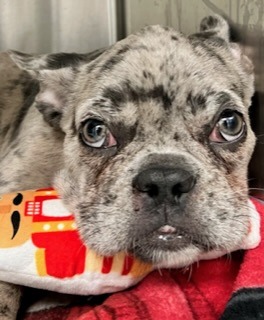 French Bulldog Puppy Survives Contagious and Deadly Disease