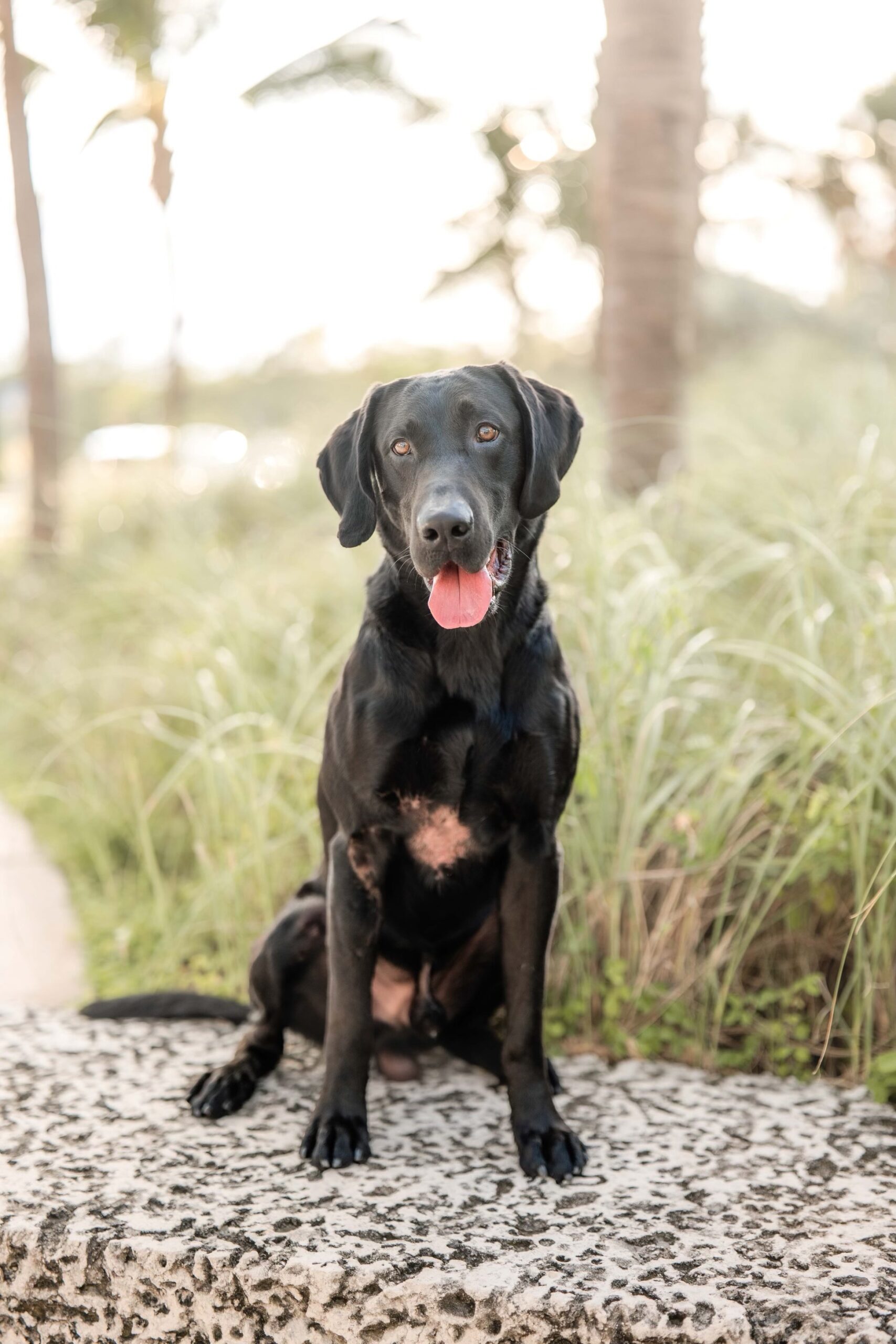 Man Carries Dog Through Swamp After Near Fatal Injury