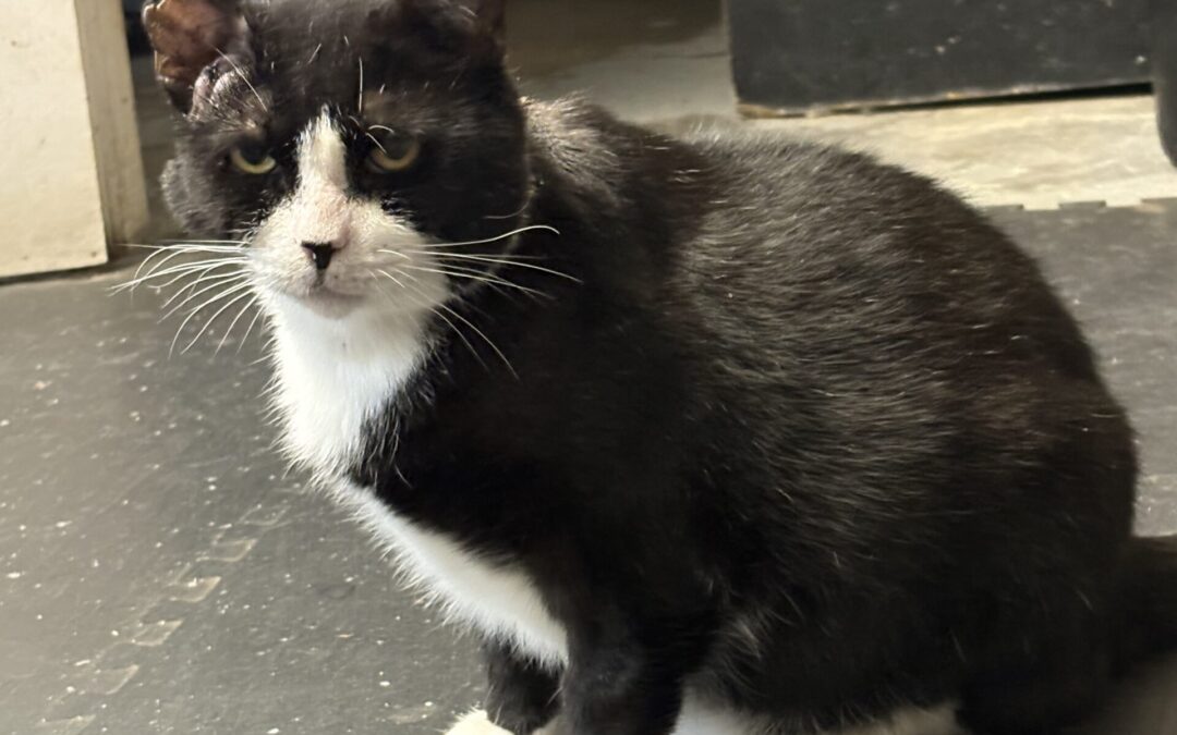 South Florida Rescue Cat Survives Against All Odds