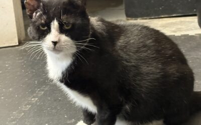 South Florida Rescue Cat Survives Against All Odds