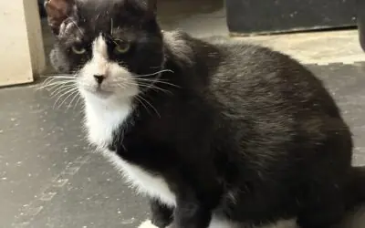South Florida Rescue Cat Survives Against All Odds